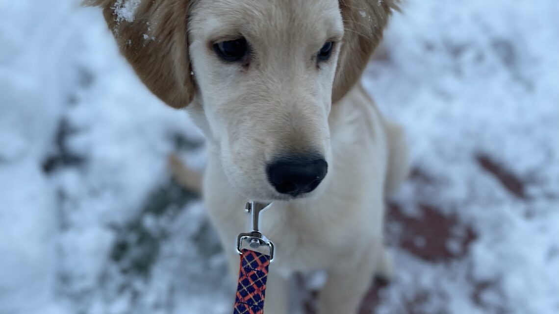 大雪の日の朝のこと。