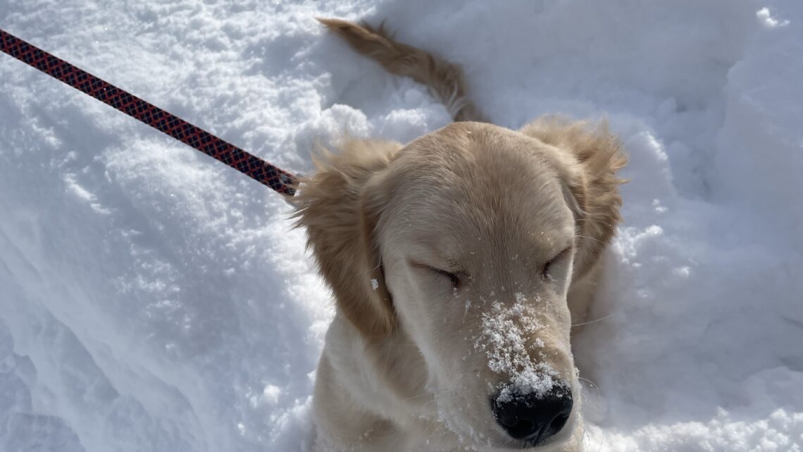 雪の日。